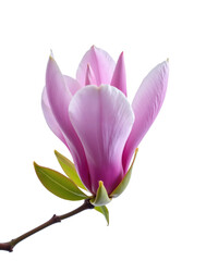 Fototapeta premium Pink Magnolia Blossom with Leaves