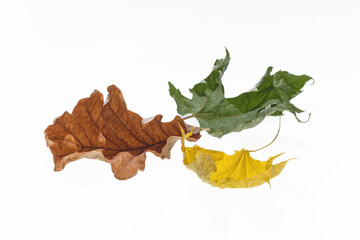A group of colorful autumn leaves isolated on a white background. Various dried maple and oak...
