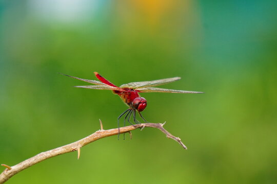 Red Dragonfly Perched on Twig with Blurred Background