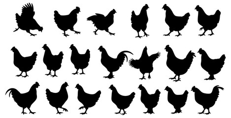 Silhouette Collection of Chicken Poultry Domestic Fowl Bird Illustration Graphic Set