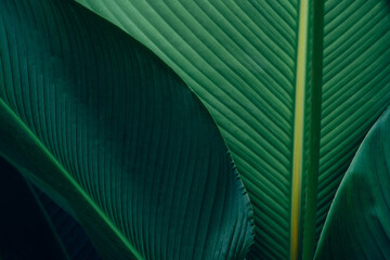 abstract tropical leaf textures on dark tone, natural green background.