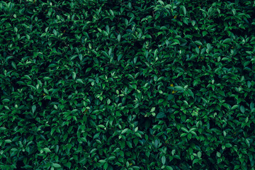 closeup nature view of green leaf texture, dark wallpaper concept, nature background, tropical leaf.
