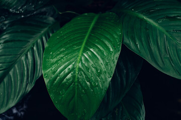 abstract tropical leaf textures on dark tone, natural green background.
