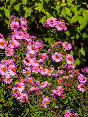 Vibrant pink asters blooming in a garden.