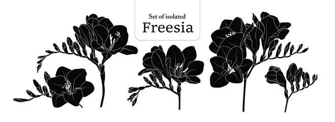 Freesia branches set, isolated on transparent background, Flower illustration in black silhouette, hand-drawn style.