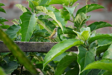 Fototapeta premium Tailorbird Perfectly Camouflaged Among Lush Vibrant Foliage