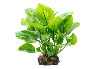 Anubias Congensis plants