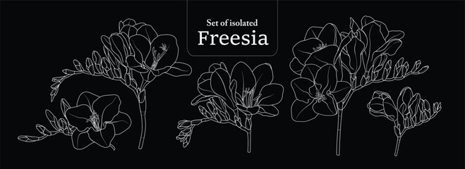 Freesia branches set, isolated on black background, Flower illustration in simple white outline, hand-drawn style.