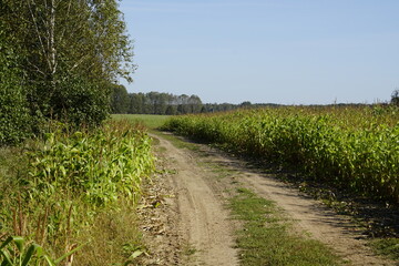 Obraz premium A dirt road at the edge of a corn field. A river floodplain. Indian summer.
