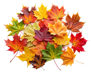 Obraz premium Collection of colored fallen autumn leaves on white background isolated on a transparent background