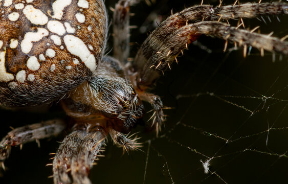 Cross orb-weaver spider in its web close-up
