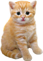 Cute  Scottish Fold Kitten (Straight ear), Male, Red Tabby and White Color. PNG.
