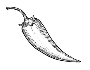 Detailed black and white chili pepper illustration