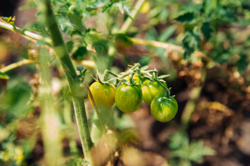 Close-up of a bunch of unripe green cherry tomatoes growing on a vine. A home garden.