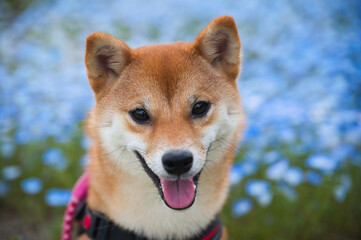 青い花と笑顔の柴犬ポートレート / Shiba Inu Portrait with Blue Flowers and Smile
