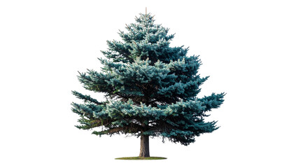  Colorado Blue Spruce Tree with Blue-Green Needles, Evergreen Conifer, Transparent PNG