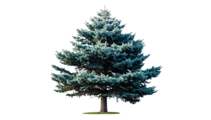 Colorado Blue Spruce Tree with Blue-Green Needles, Evergreen Conifer, Transparent PNG