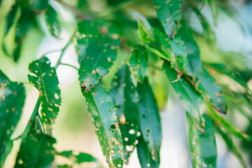 The foliage of the peach tree is damaged and eaten by caterpillars. Gardening.