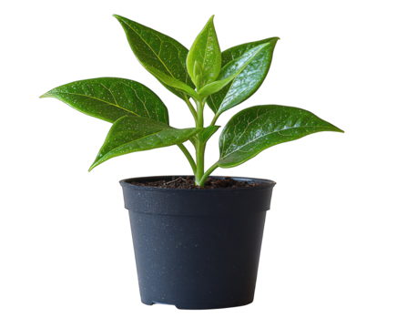 Small green plant with glossy leaves in black plastic pot, on dark background - Powered by Adobe