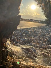  Spider Web Glowing in Sunset Light with Road and Pebbles