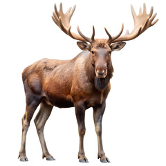 Large male moose with impressive antlers isolated on a transparent background animal