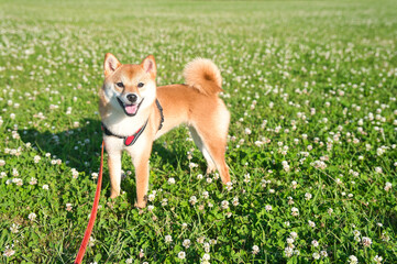 爽やかな朝のクローバーと柴犬 / Fresh Morning Clover with a Shiba Inu