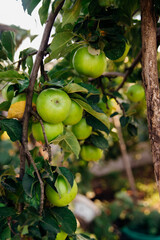 Green apples on a tree in the garden hanging from a tree branch. An orchard.