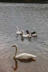 swan large and geese swim in the pond, 
