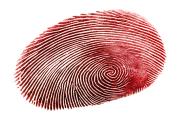 Red fingerprint with swirling patterns on white background isolated on a transparent background