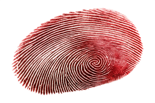 Red fingerprint with swirling patterns on white background isolated on a transparent background