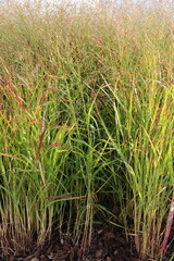 Panicum virgatum. Ornamental grass in the garden.