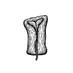 Stylized botanical illustration displaying a unique corn kernel with intricate line work creating