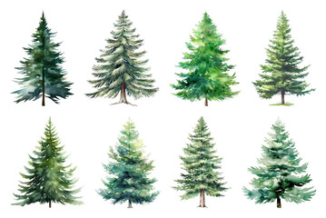 Obraz premium Watercolor evergreen tree illustrations