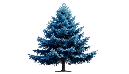 Evergreen Colorado Blue Spruce Conifer, Pinaceae Tree Isolated, Transparent PNG