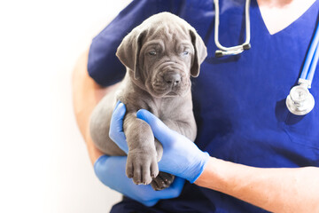 Cropped image of handsome male veterinarian doctor with stethoscope holding grey cute funny Great Dane puppy in arms in veterinary clinic on white background. 4K with copy space.