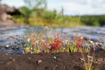 Drosera indica is a grass found on Phu Pha Thoep, a tourist attraction in Mukdahan Province.