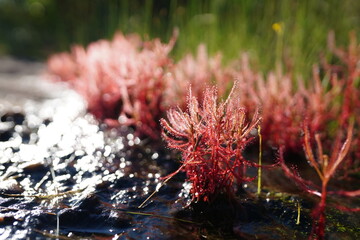 Drosera indica is a grass found on Phu Pha Thoep, a tourist attraction in Mukdahan Province.