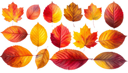 Obraz premium Assorted Autumn Leaves in Vibrant Fall Colors, Transparent PNG