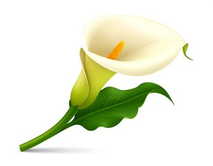 Detailed illustration of a white Calla Lily