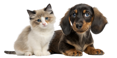 group of mixed breed dogs