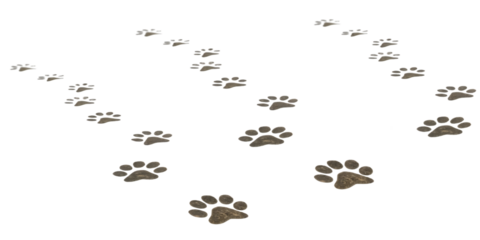 pet paw on white background