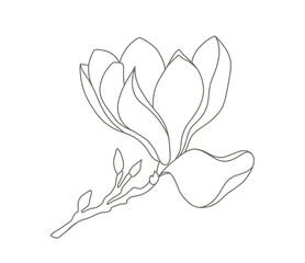 Magnolia flower hand drawn botanical line art. Floral pattern in contemporary style. Vector illustration