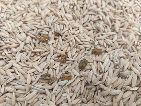 The fungus Ustilaginoidea virens, which attacks rice grains and covers them with yellow spore powder.