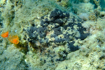 Black leather sponge (Sarcotragus spinosulus) undersea, Aegean Sea, Greece, Halkidiki, Pirgos beach