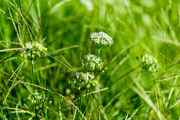 散歩の途中で見つけた秋の気配