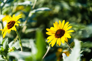 散歩の途中で見つけた秋の気配