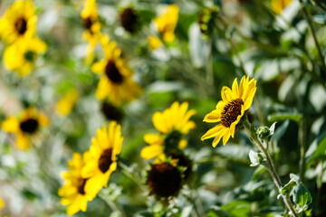散歩の途中で見つけた秋の気配
