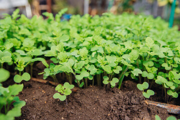 Growing green microgreens. Green mustard shoots in close-up in the garden, top view.