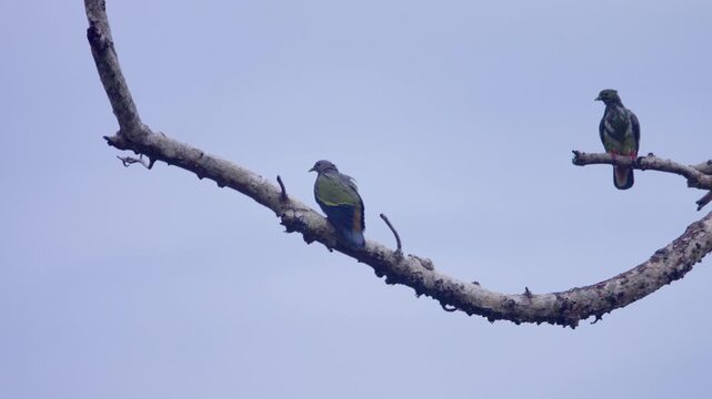 Treron bicinctus or Treron sieboldii. Borneo