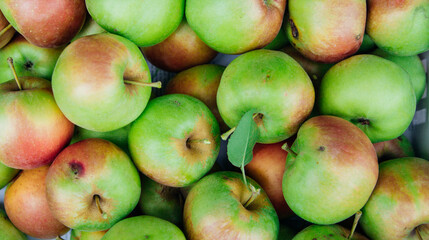 Ripe green apples, harvested in autumn. An orchard.